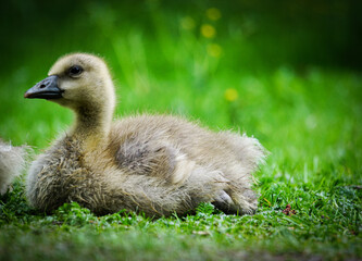 Close up of a gosling