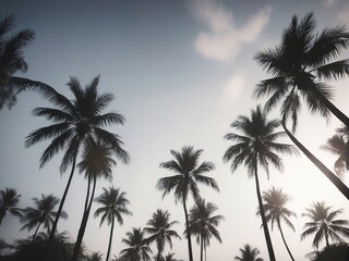 palm trees at sunset