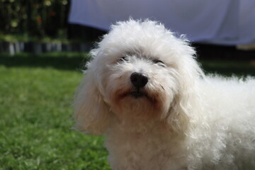 white Bolognese dog playing on the grass