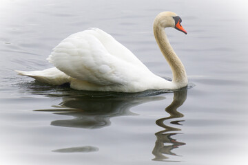 A swan swimming in a lake