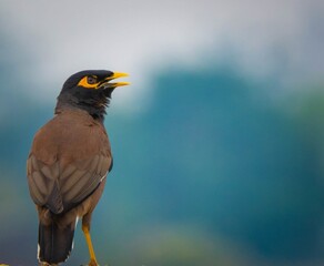 The common myna (Acridotheres tristis) is a large, omnivorous, brown-and-black bird