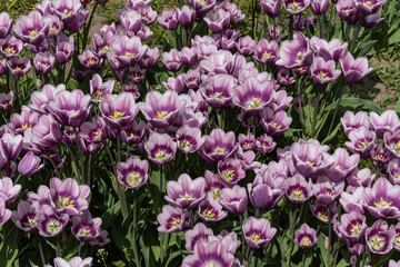 Fototapeta premium Field of Tulips