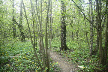 Obraz premium footpath in the green forest