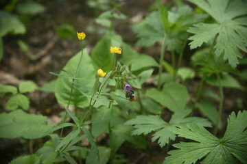 yellow flower ain the forest