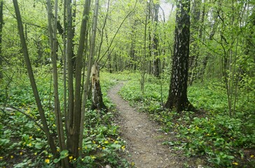 Fototapeta premium footpath in the green forest