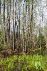 Deciduous and coniferous trees grow on hummocks in swampy areas. Young green grass sprouts on the soil and in the water. Spring landscape of wild nature on a sunny day