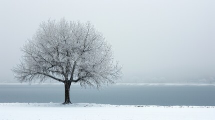 The picture of the single tree that has been covered with white snow in the middle of the empty snow land in the winter season and light from the sun can make everything bright clear on land. AIGX03.