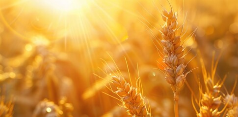 Golden wheat field at sunset. Lush nature background. Generate AI image