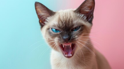 Tonkinese, angry cat baring its teeth, studio lighting pastel background
