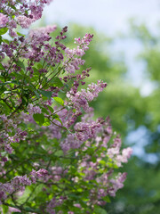 Hungarian lilac tree or Lady Josika's lilac (Syringa josikaea) Ornamental shrub with arching...