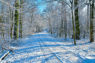 Freezing snowy road in a woods with trees covered in snow
