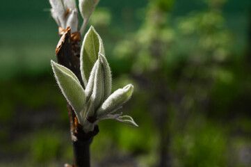 the blossom of young pear shoots, on a green background, place for writing, low key