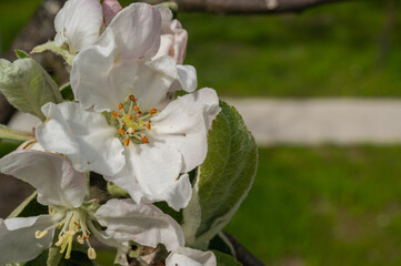 Obraz premium the first spring blossoms of trees, white blossoms of apple trees, plums. Selective focus, spring background