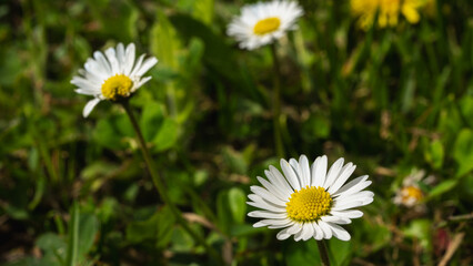 Fototapeta premium white field daisy and grass background, close up view