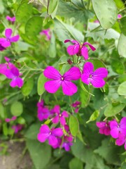 Fototapeta premium Honesty (Lunaria annua), bright pink flowers
