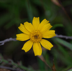 Slim Stem Bitterweed (Hymenoxys scaposa)