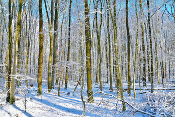 Whitened sprucefir forest on sunny winter day, trees covered in snow