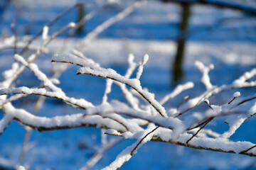 Snowcovered tree branch against blue sky in natural landscape