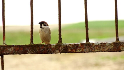 ptak siedzący na stalowej bramie © Piotr