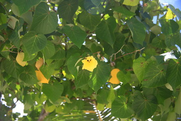 yellow flowers on a tree