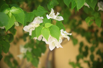 white flowers on a tree in the garden