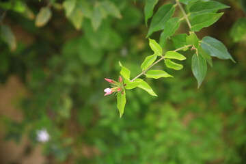 red and green leaves in the garden