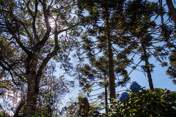 Fototapeta premium Urubici Serra Catarinense Serra Geral Santa Catarina Brasil