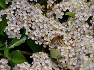 Weiße Blüten am Strauch mit Biene