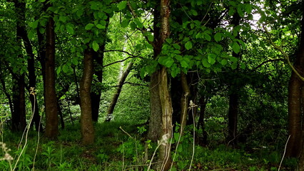 drzewa w lesie © Piotr