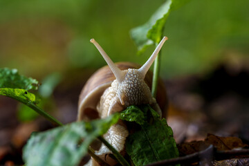 A snail munches on a green leaf near a fawn grazing on the ground