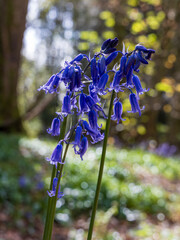 Bluebells in an English woodland