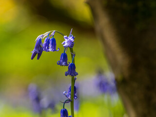 Bluebells in an English woodland