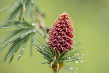 Japanese Larch Flower