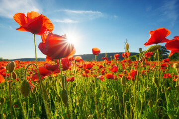red poppy field. beautiful countryside landscape at sunset beneath a blue sky in summer. sun behind...