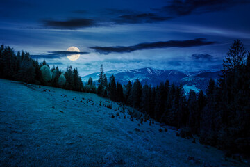 coniferous trees on a grassy hill at night. magical carpathian landscape in full moon light