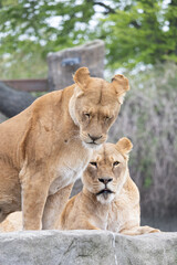 lion and lioness feel sleepy 