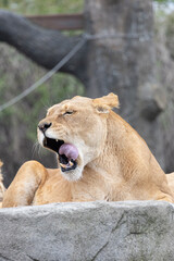 lioness yawning she is tired