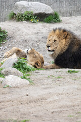 lion and lioness, lion and his son