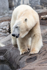 polar bear walks in zoo