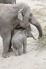 family elephant in zoo