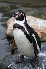 Naklejka premium penguin on the beach close up of penguin 