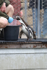 penguin in the zoo is eating fish 