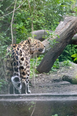 leopard in zoo or wild walks away looks at the tree