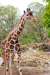giraffe in the zoo or wild