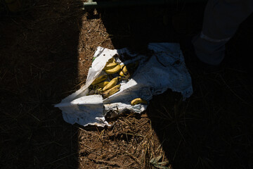 Bananas on the ground, over a piece of cloth, in dramatic shadown