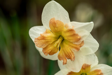 Yellow  and White Daffodil