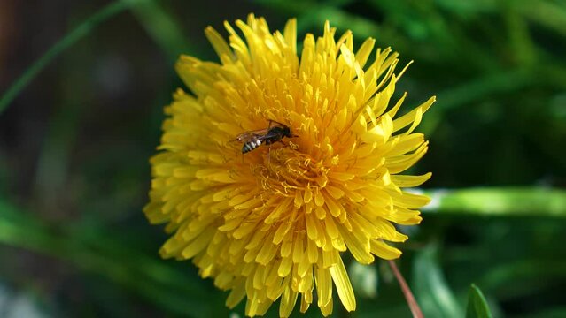 Dandelion with insect