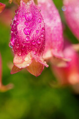 This enchanting scene captures the radiance of a kalanchoe plant bathed in sunlight, nestled amidst lush green grass under a canopy of clear, azure skies.