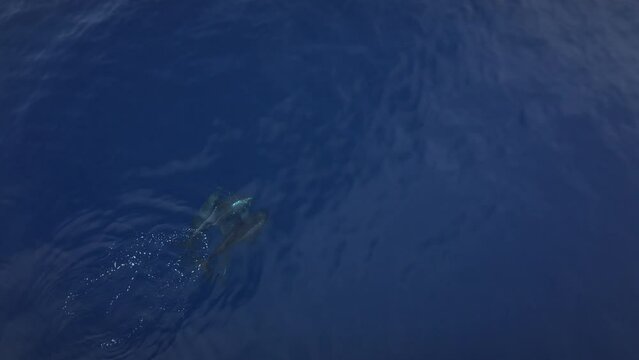 Dolphins in the ocean swim in a pod. Blue water in the sea.