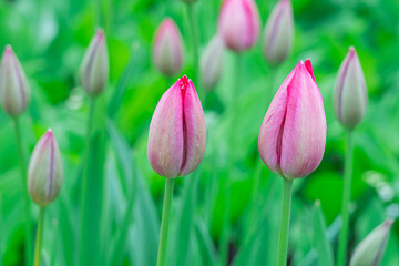 tulips in the garden on a beautiful background close-up